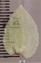  Bracteole